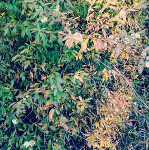 Meet your Posher, Jules